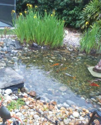 Professional yard maintenance with custom design in Winter Park, FL by Wonders of Water