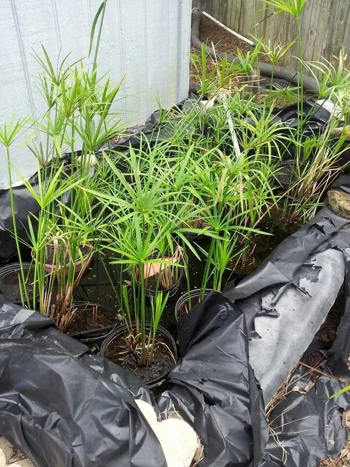 Local lawn mowing service experts serving Winter Park, FL - Wonders of Water