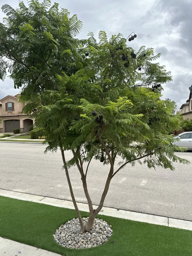 Custom residential landscaping in Westlake Village, CA - WonderWorks