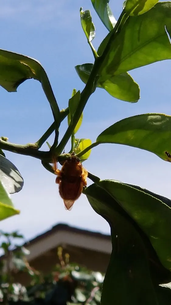 Top-rated residential landscaping in Simi Valley, CA by Wondrous Landscapes