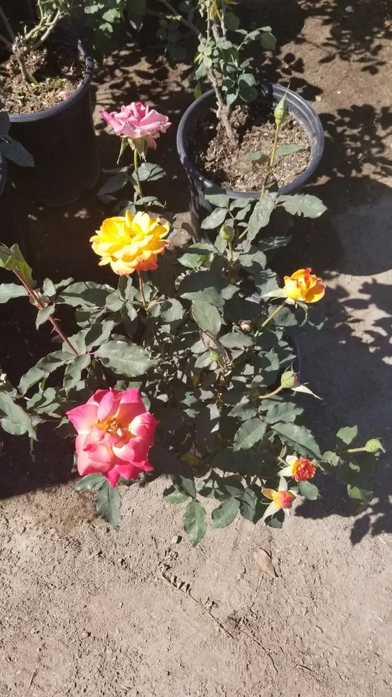 Custom lawn care service for beautiful yards in Simi Valley, CA by Wondrous Landscapes