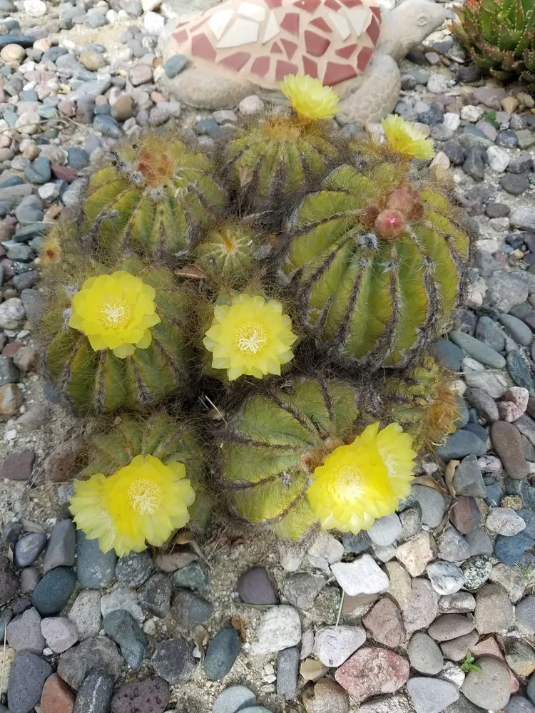 Custom landscape installation in Simi Valley, CA - Wondrous Landscapes