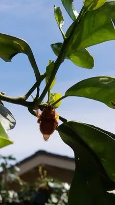 Wondrous Landscapes Logo