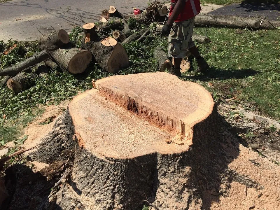 Reliable yard maintenance for year-round maintenance across New Albany, OH - Wood Arborist & Landsdape Specialist