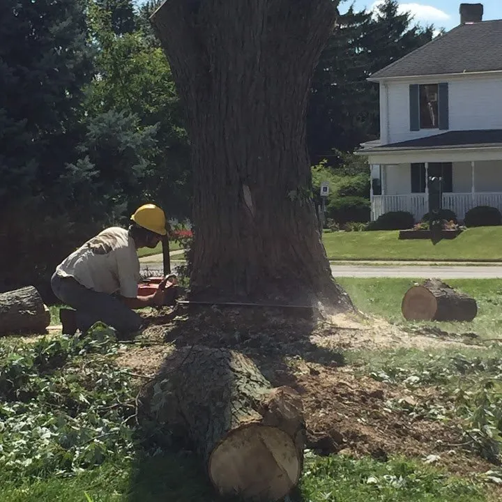 Trusted yard cleanup service for homes across New Albany, OH - Wood Arborist & Landsdape Specialist