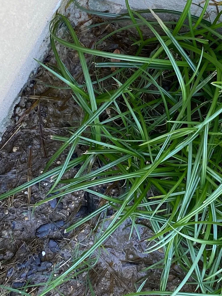 Custom landscaping services experts serving San Antonio, TX - Wood Duck Pool & Patio