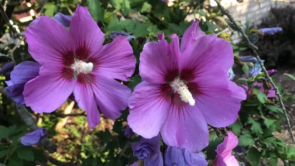 Professional yard cleanup service in Indianapolis, IN - Wood Lawn Care