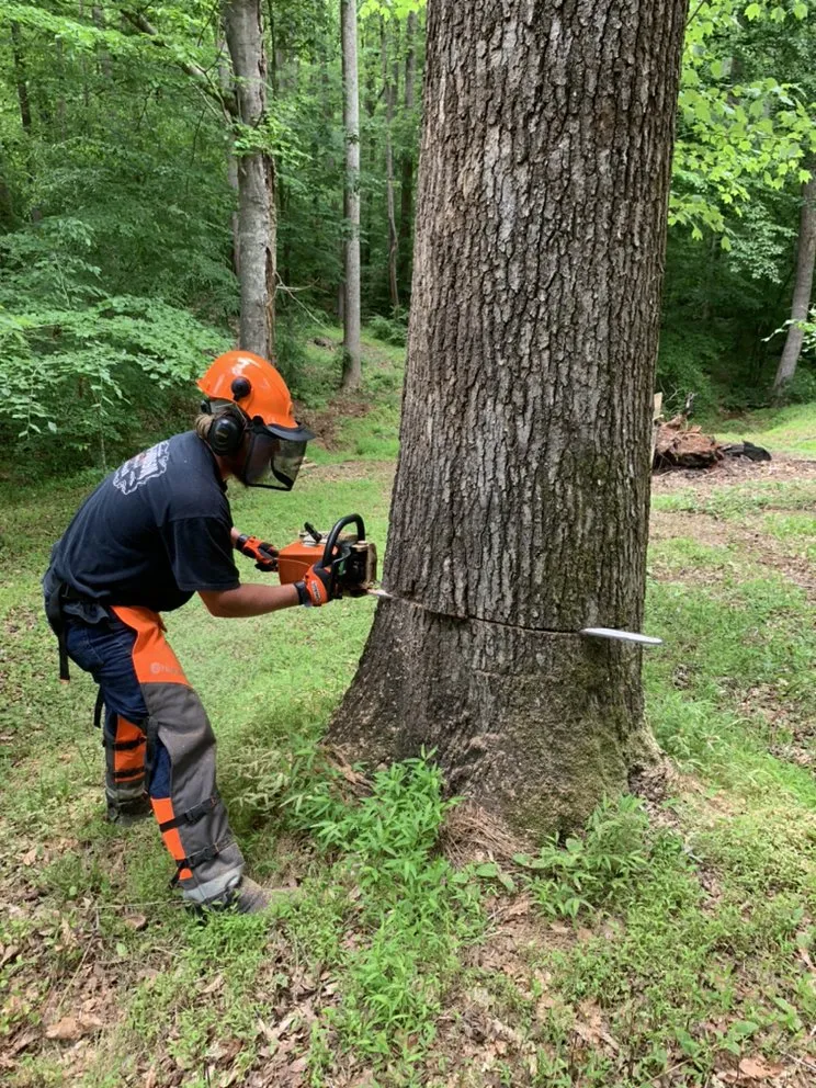 Professional lawn care service experts serving Hillsborough, NC - Wood Wizards Firewood