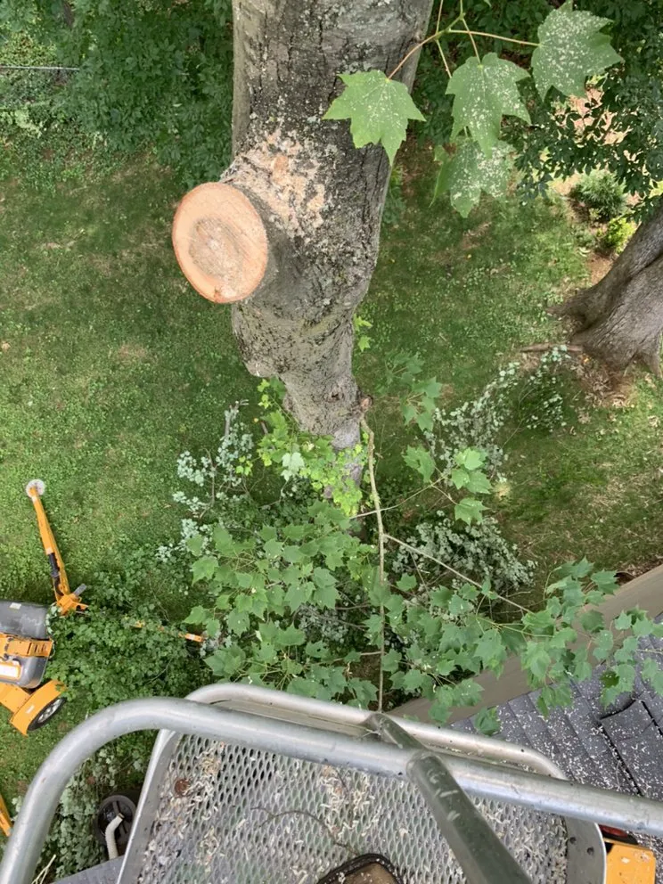 Affordable landscaping services experts serving Hillsborough, NC - Wood Wizards Tree and Lawncare