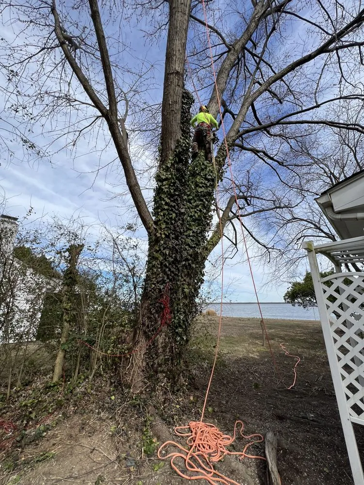 Reliable landscape design experts serving Bumpass, VA - Woodchuck Lawn & Tree