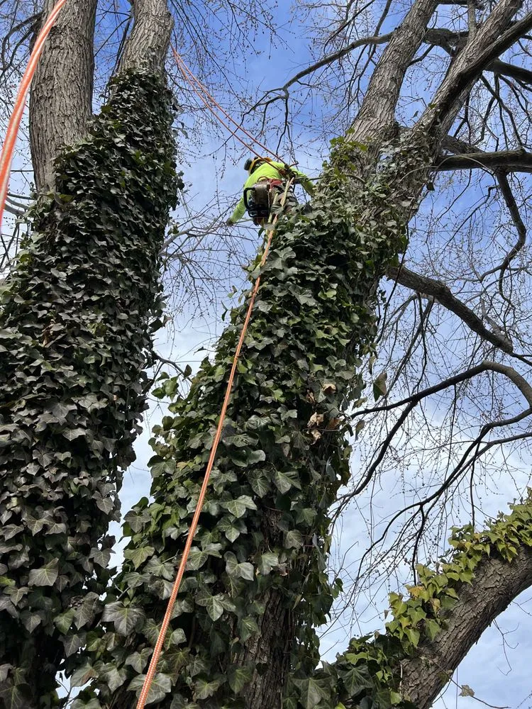 Expert yard maintenance in Bumpass, VA by Woodchuck Lawn & Tree