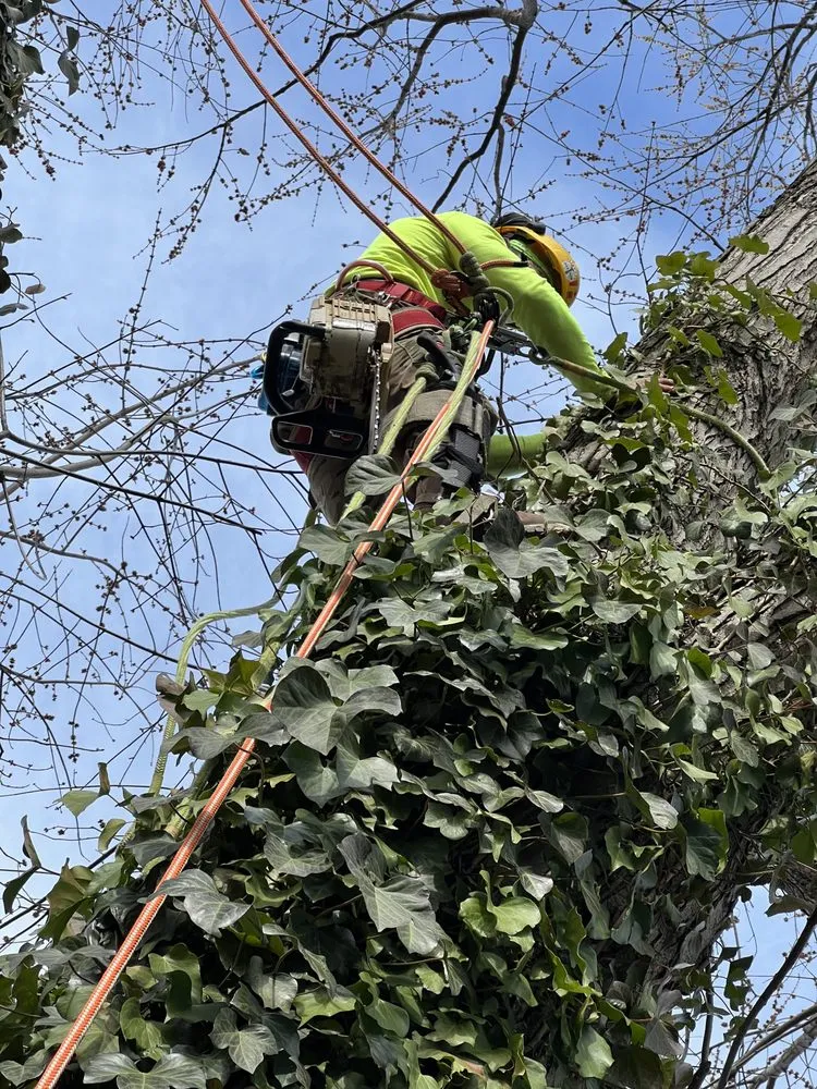 Local lawn care service in Bumpass, VA by Woodchuck Lawn & Tree