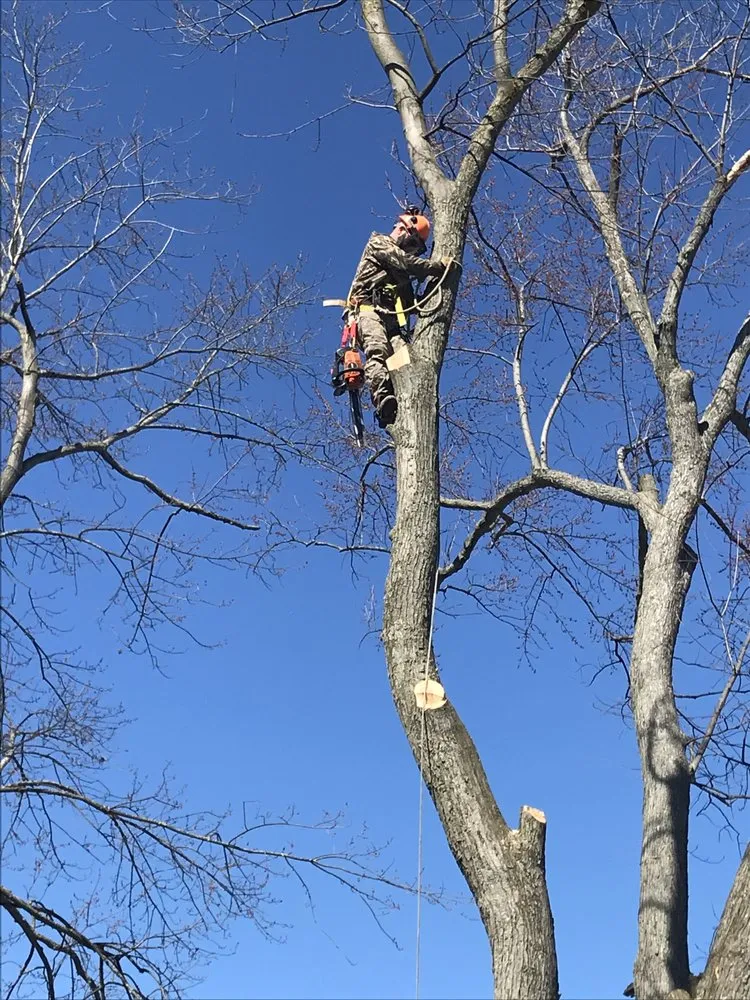 Expert yard maintenance for outdoor upgrades across Hammond, NY - Woodchuckers Tree Removal
