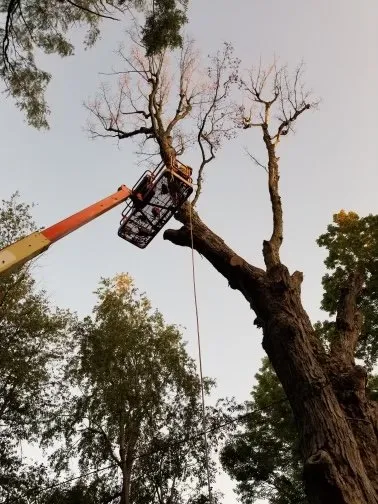 Top-rated yard maintenance for beautiful yards in Hammond, NY by Woodchuckers Tree Removal