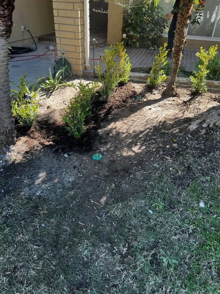 Reliable yard cleanup service for homes across Fullerton, CA - Woodcrest Landscaping