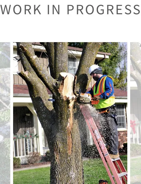 Affordable landscaping services in East Troy, WI - WOODEE'S Tree Service