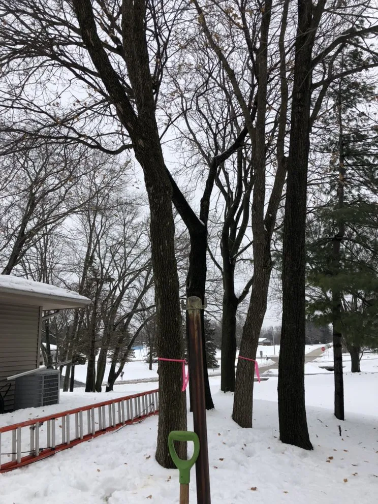 Trusted landscaping services near you across East Troy, WI - WOODEE'S Tree Service