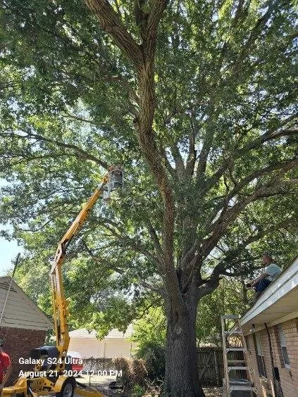 Professional yard maintenance experts serving Mabank, TX - Woodgrain Tree Service & Services