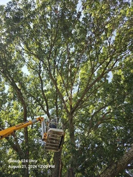 Professional lawn care service for residential properties in Mabank, TX by Woodgrain Tree Service & Services