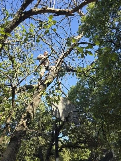 Expert yard cleanup service for outdoor upgrades in Mabank, TX by Woodgrain Tree Service & Services