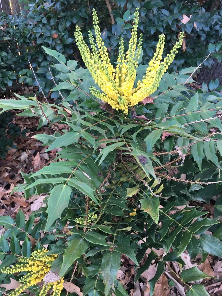 Expert lawn care service for residential properties in Portsmouth, VA by Woodland Lawn Care