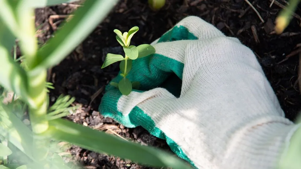 Reliable yard maintenance with custom design across Woodland, CA - Woodland Lawn Care