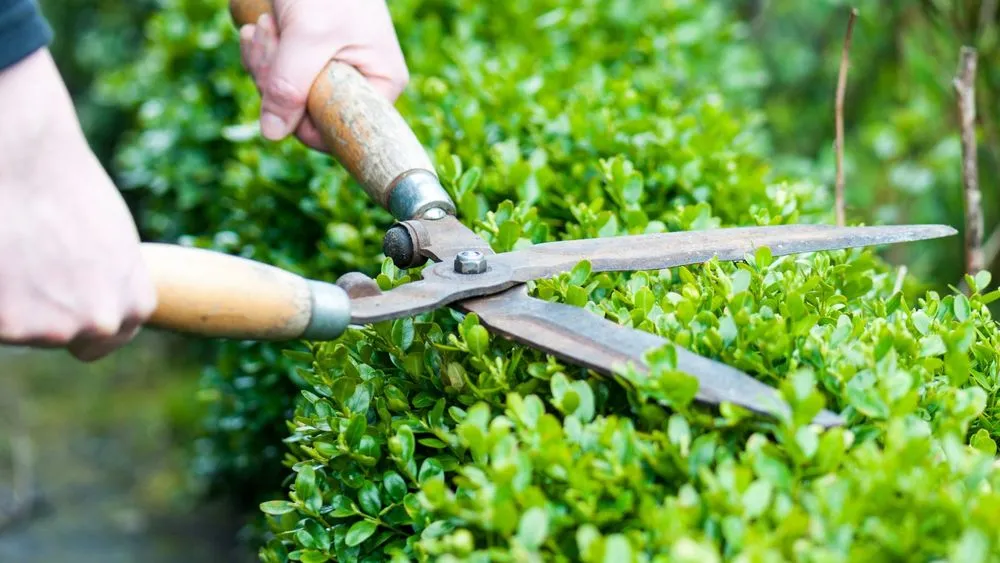 Affordable lawn care service in Woodland, CA by Woodland Lawn Care