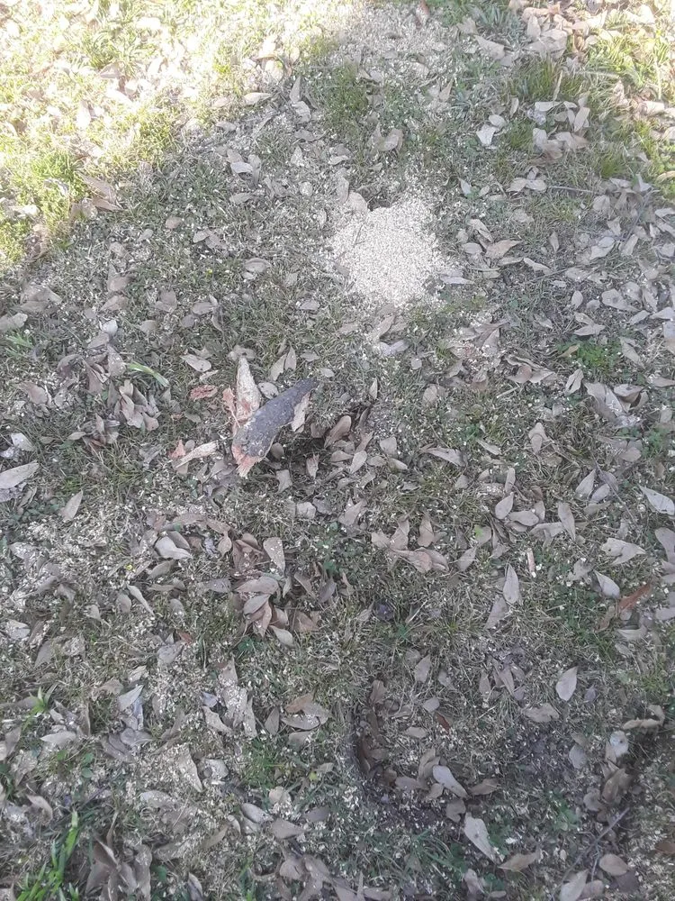 Affordable yard cleanup service in Memphis, TN - Woodland Tree Service