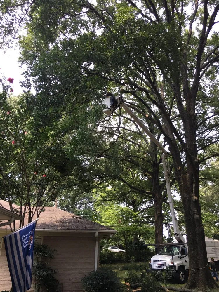 Professional yard maintenance for homes across Memphis, TN - Woodland Tree Service