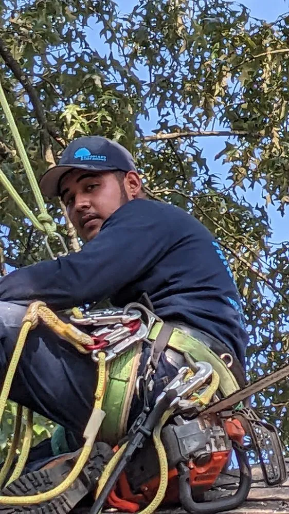 Reliable outdoor landscaping in Memphis, TN - Woodland Tree Service