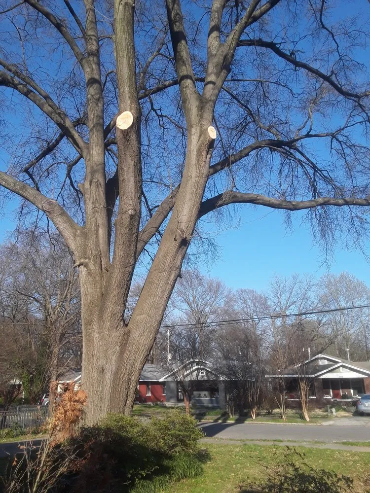 Expert yard cleanup service near you across Memphis, TN - Woodland Tree Service