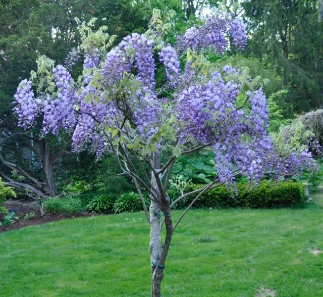 Local landscape installation in Bowman, GA - Woodlands Lawn and Garden Services