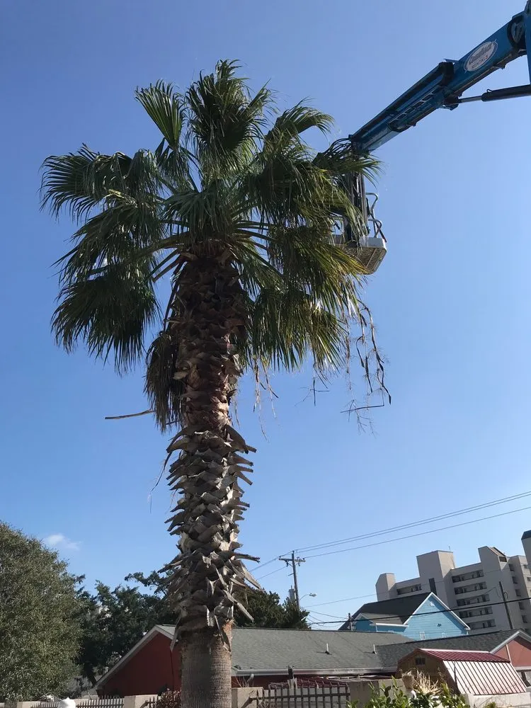 Custom yard cleanup service experts serving Myrtle Beach, SC - Woodlark Lawn & Maintenance