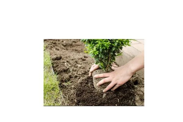 Woodlawn Lawn Care of Brownsville