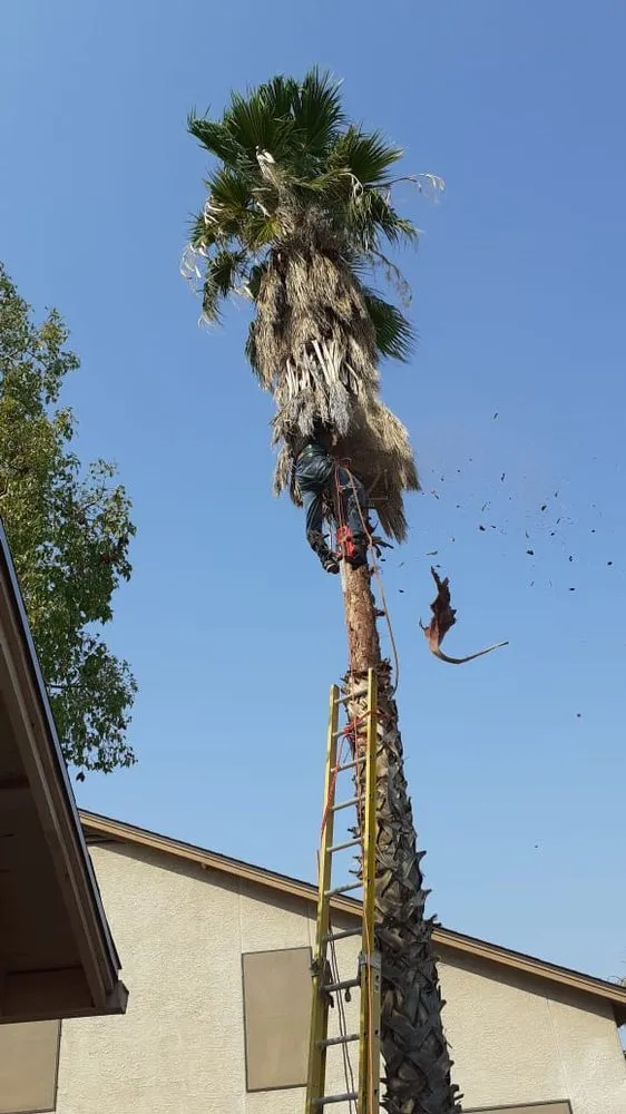 Reliable lawn care service experts serving Tucson, AZ - Woodpecker Landscaping