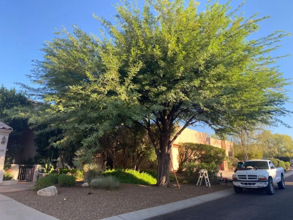 Trusted lawn mowing service in Tucson, AZ - Woodpecker Landscaping