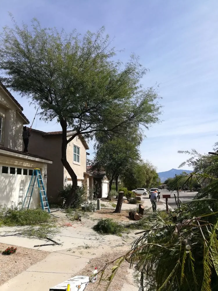 Professional lawn care service in Tucson, AZ by Woodpecker Landscaping