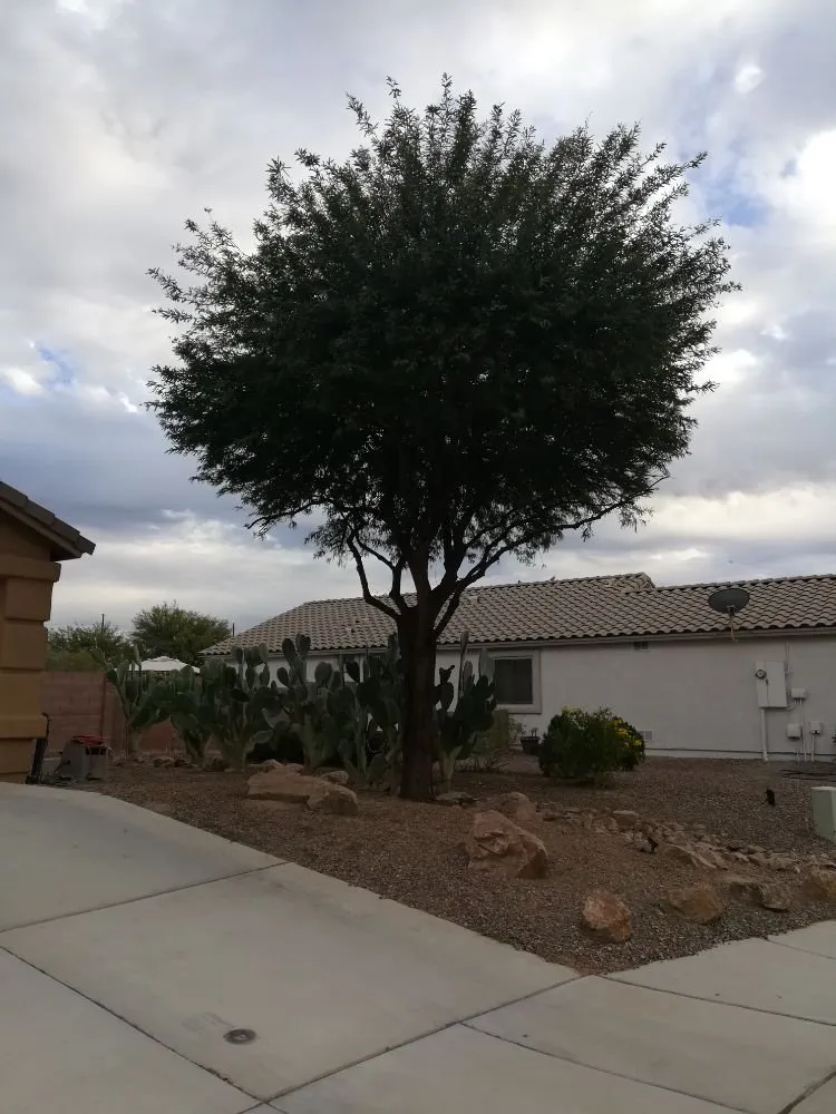 Reliable landscape design experts serving Tucson, AZ - Woodpecker Landscaping