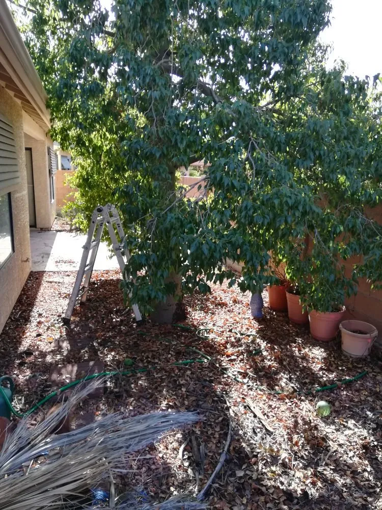 Reliable yard maintenance for outdoor upgrades in Tucson, AZ by Woodpecker Landscaping