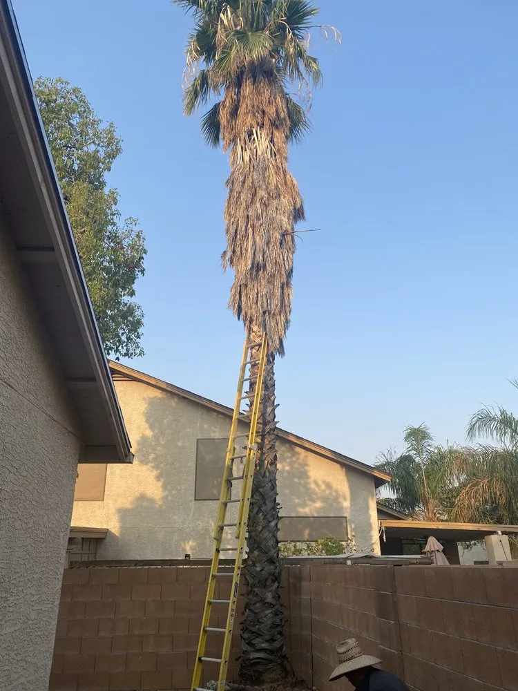 Affordable lawn care service for homes across Tucson, AZ - Woodpecker Landscaping