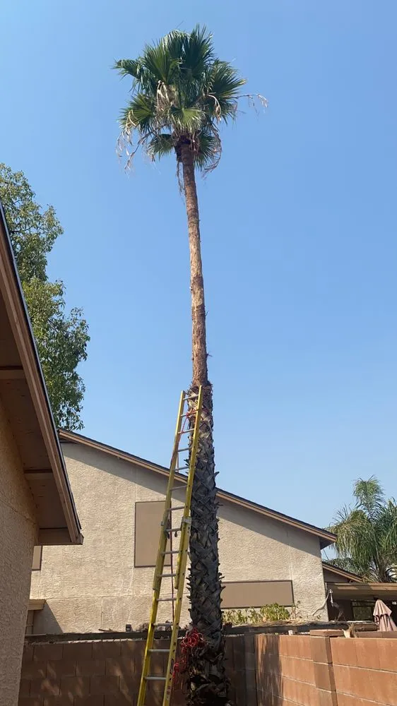 Expert landscape installation in Tucson, AZ by Woodpecker Landscaping