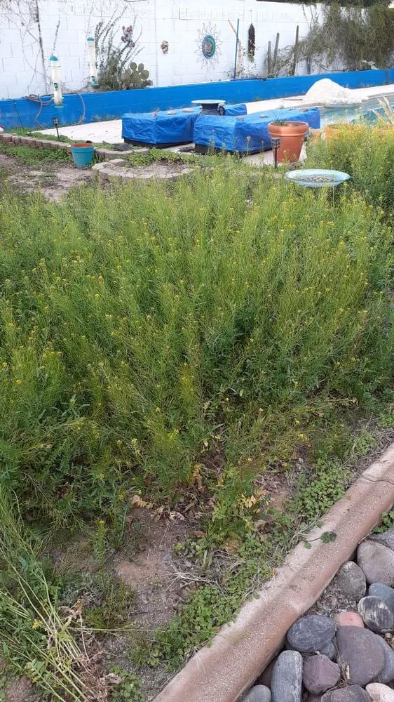 Professional landscape design experts serving Tucson, AZ - Woodpecker Landscaping