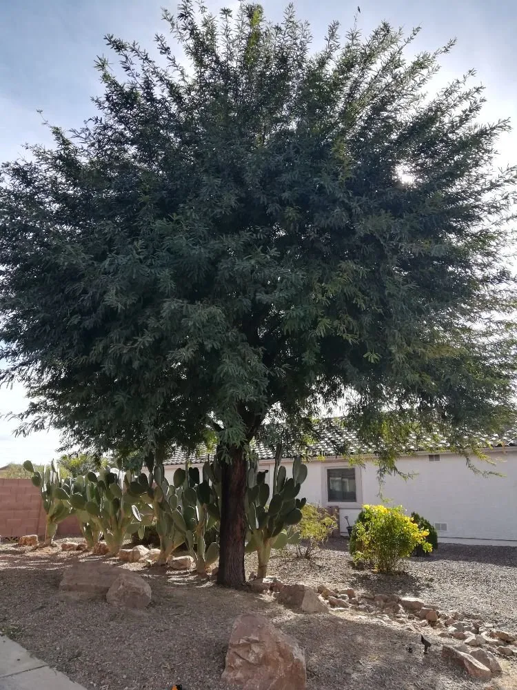 Professional outdoor landscaping experts serving Tucson, AZ - Woodpecker Landscaping