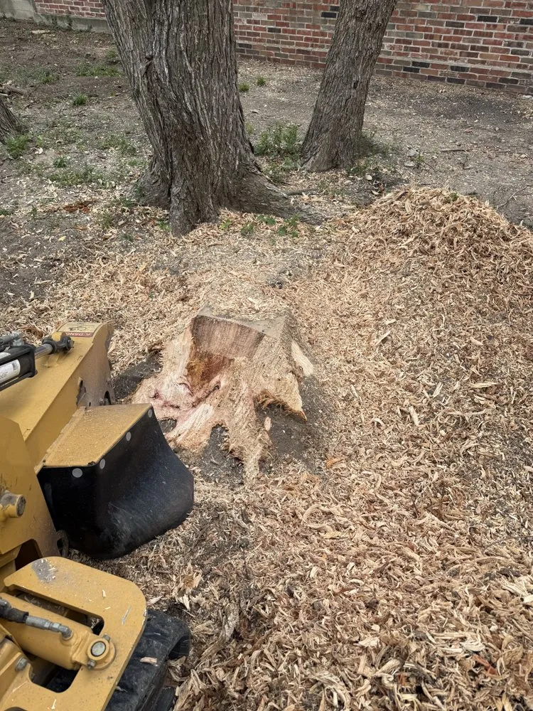 Professional yard maintenance for year-round maintenance across Mckinney, TX - Woodpecker Stump Removal Service