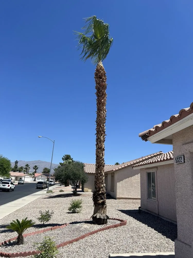 Professional yard cleanup service with custom design across Las Vegas, NV - Woodpecker Tree Service & Landscaping Design