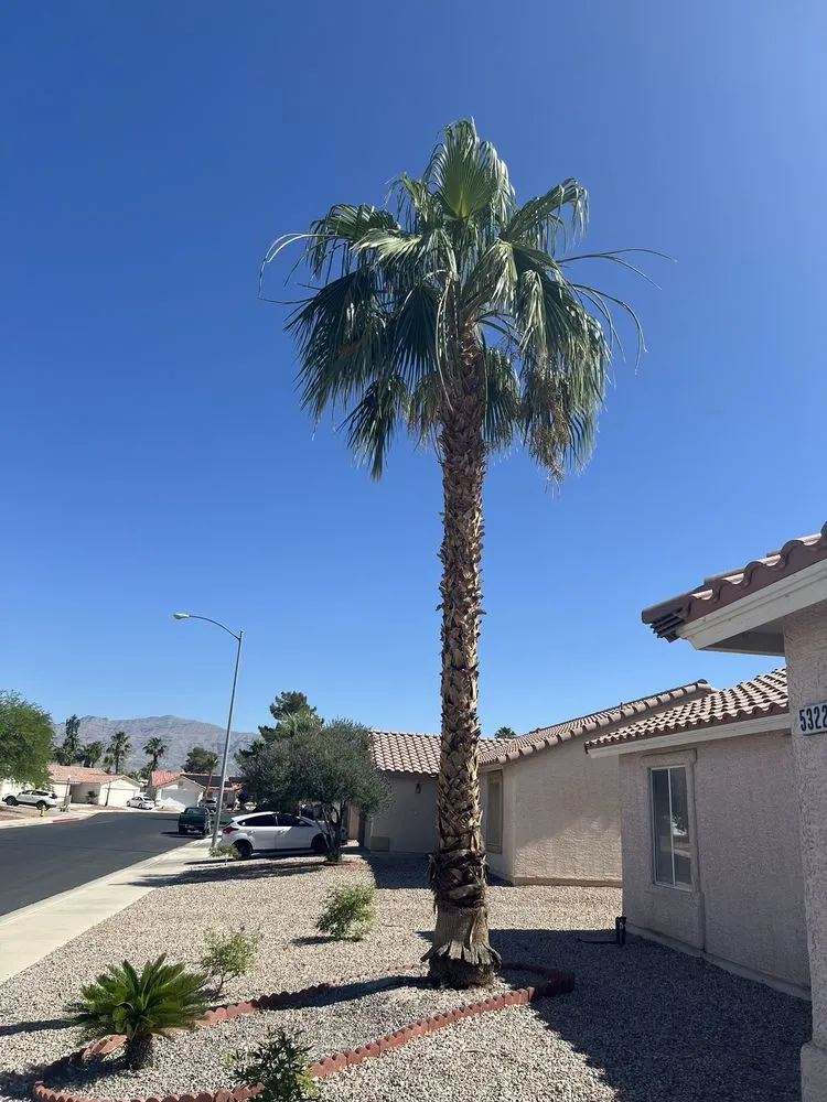 Reliable outdoor landscaping for homes in Las Vegas, NV by Woodpecker Tree Service & Landscaping Design