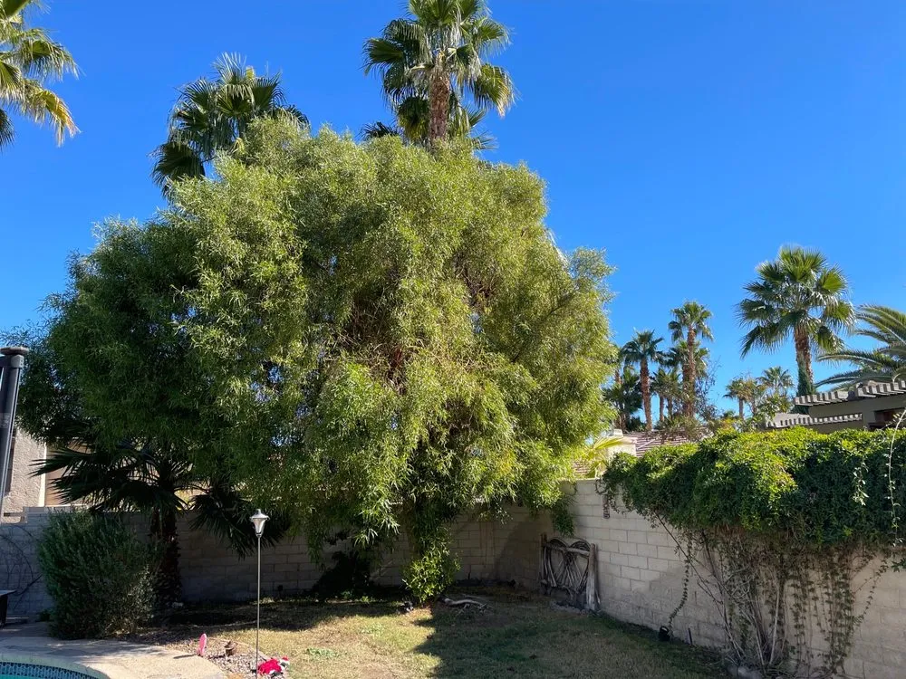 Reliable landscape design in Las Vegas, NV - Woodpecker Tree Service & Landscaping Design