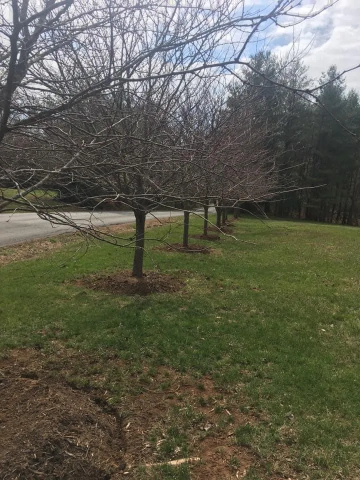 Affordable outdoor landscaping for homes in Charlottesville, VA by Wood’s landscaping services