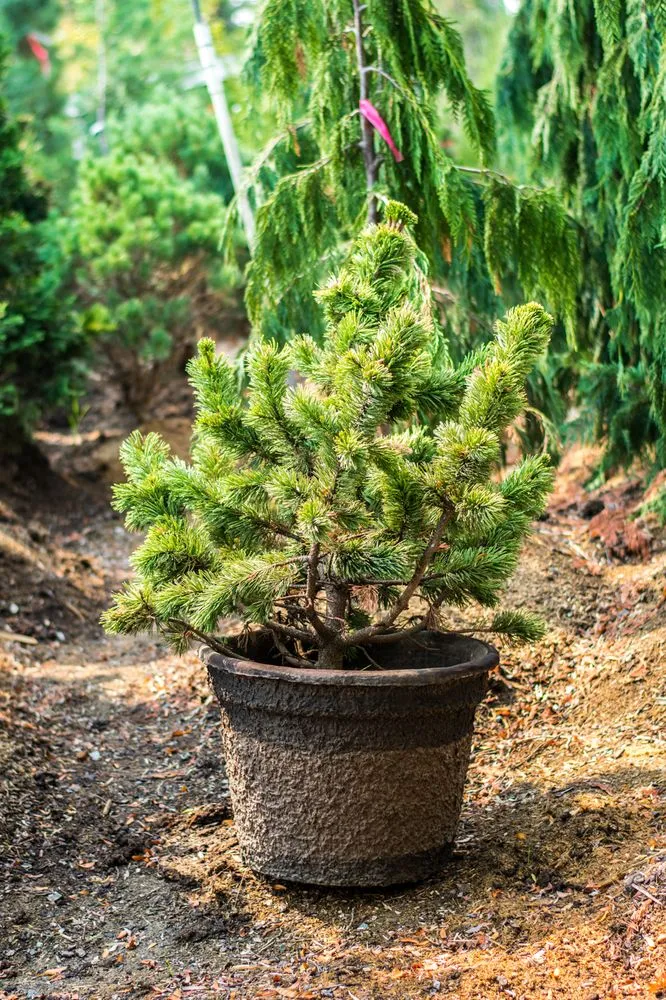 Top-rated landscape installation for year-round maintenance in Richland, WA by Wood's Nursery and Garden Store