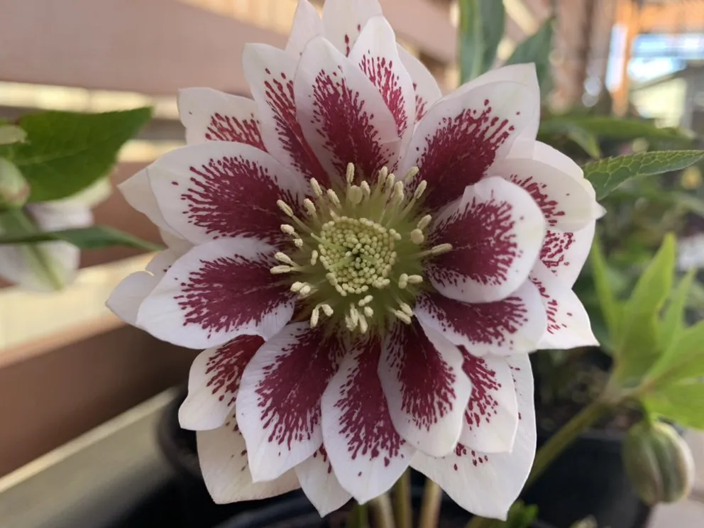 Top-rated yard maintenance near you in Richland, WA by Wood's Nursery and Garden Store